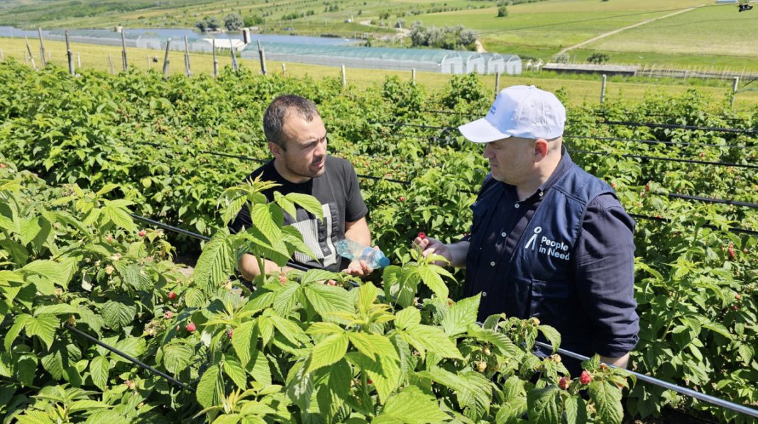 Two men in a raspberry field inspect ripe berries, with drip irrigation lines between rows and greenhouses in the background.
