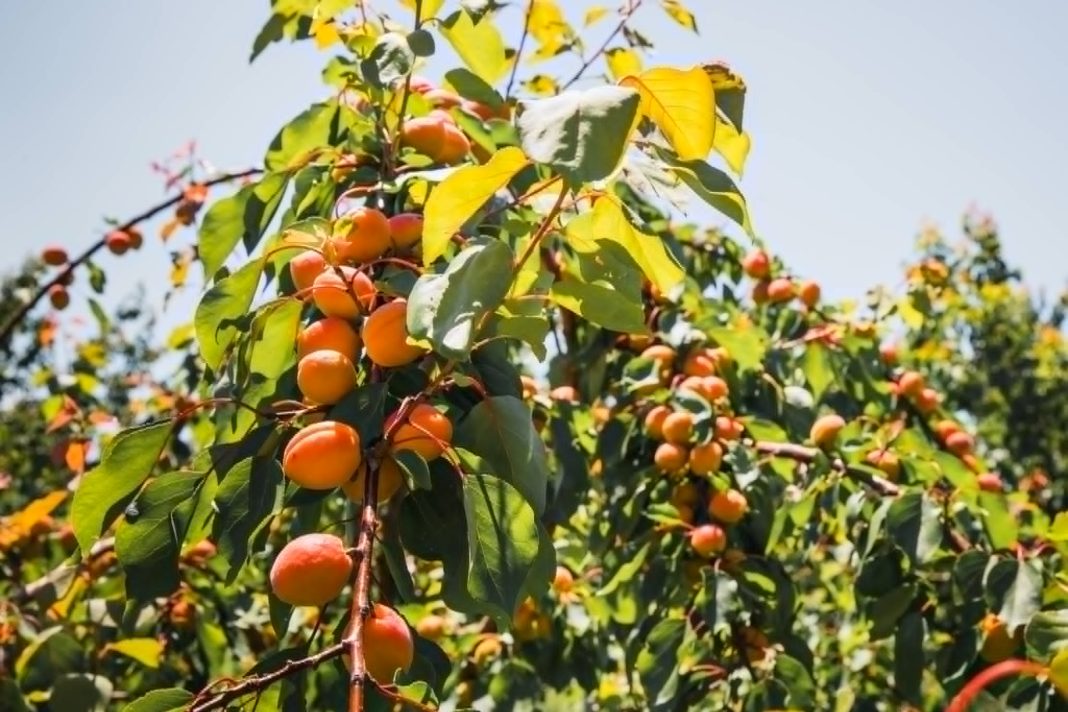 Branches of a persimmon tree with clusters of orange fruits and green leaves under a clear sky