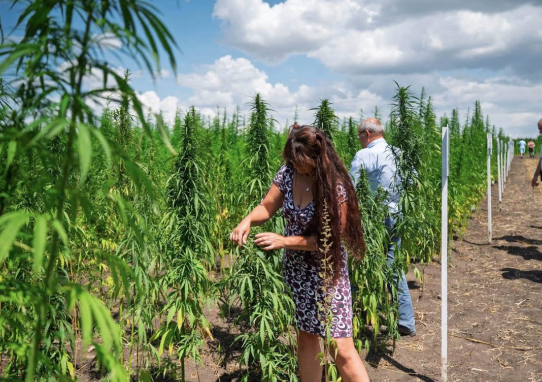 Woman in a patterned dress inspects tall cannabis plants in a sunny field; a man stands behind her along a row of white posts.