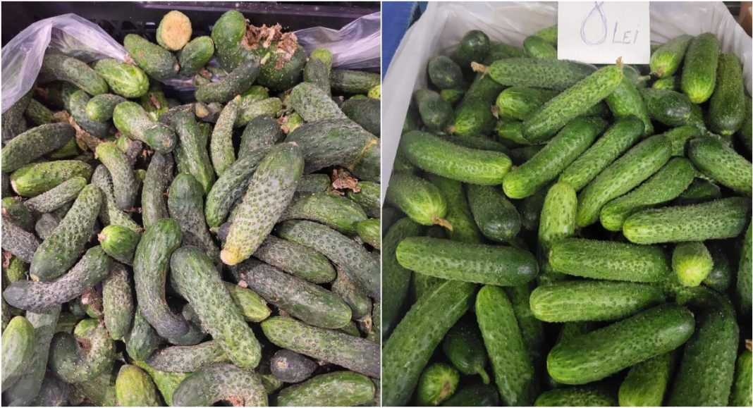 Comparison of cucumbers: left side dusty/dull-looking cucumbers, right side fresh bright cucumbers labeled 'OLEI' in bin