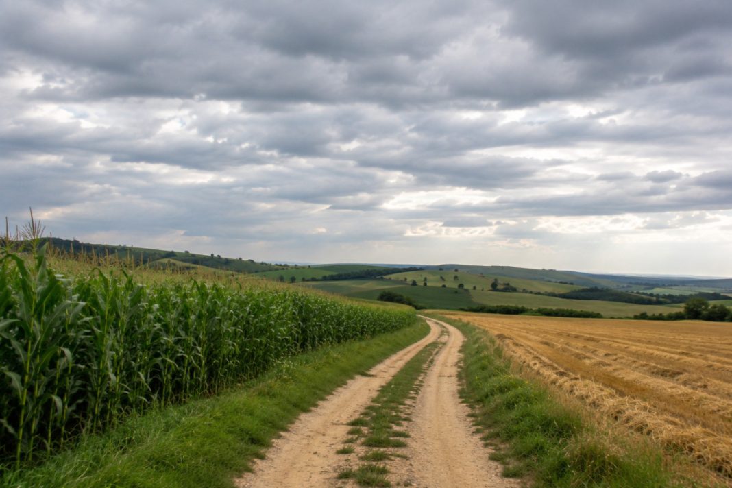 Dirt rural road winds between a cornfield on the left and a harvested field on the right under a cloudy sky, with green hills in the distance.