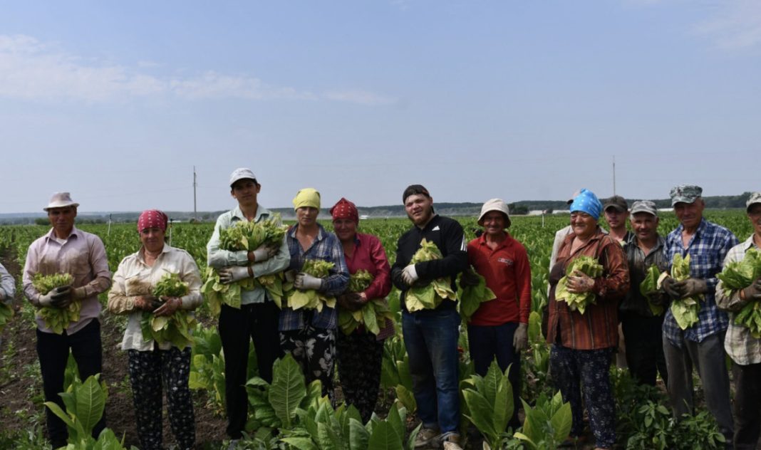 cultivare tutun