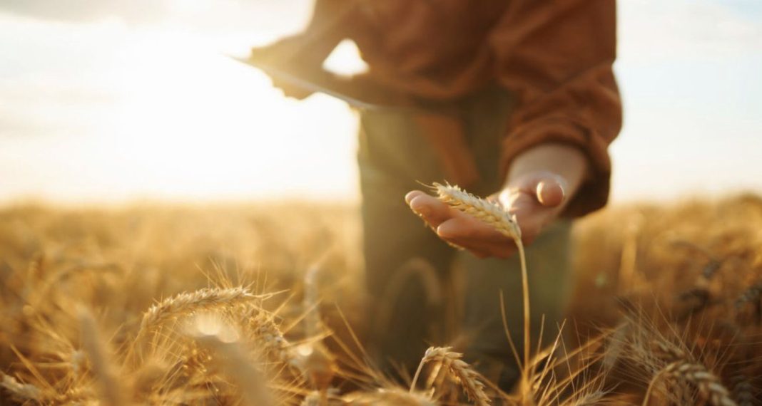 Person in a sunlit wheat field gently holding a stalk of grain, harvesting light at golden hour